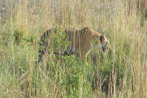 Vườn quốc gia Jim Corbett: Nằm ở thành phố Nainital, Ấn Độ, Vườn Quốc gia Jim Corbett là nơi cư trú của nhiều loại động vật hoang dã, nhất là hổ. Corbett có diện tích 520 km2, bao gồm những khu đồi, đồng cỏ và một hồ nước rộng lớn – Ramganga.