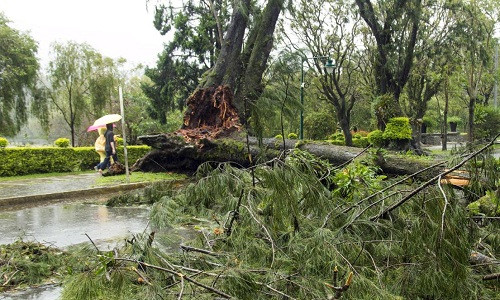 Bão Goni quật ngã một cây lớn ở thành phố Baguio ngày 22/8.