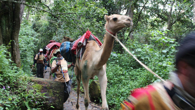“Nhiều người đã leo núi Kilimanjaro nhưng chưa ai chinh phục nó bằnglạc đà”, Majrin chia sẻ,