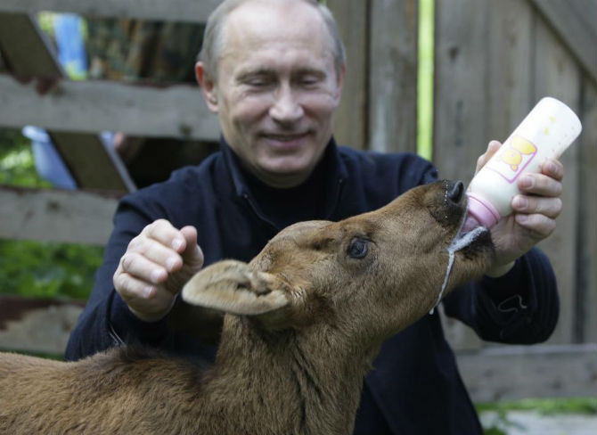 Tổng thống Nga Valdimir Putin đang cho một chú nai sừng xám ăn tại vườn quốc gia Losiny Ostrov ở thủ đô Moscow, Nga ngày 5/6/2010.