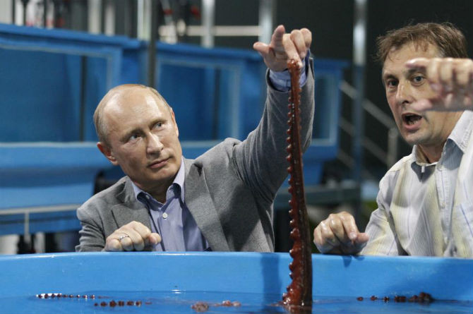 Ông chủ điện Kremlin chạm vào một con bạch tuộc trong chuyến thăm đảo Russky ngày 6/9/2012.
