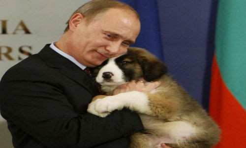 Tổng thống Nga Putin ôm chú chó thuộc giống chó chăn cừu Bulgaria – món quà ông nhận được từ Thủ tướng Bulgaria Boiko Borisov tại Sofia ngày 13/11/2010.