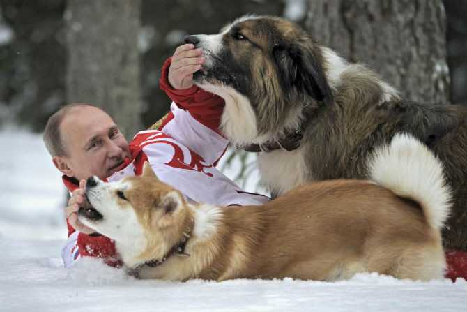 Ông chủ điện Kremlin nằm trên tuyết bên cạnh chú chó Akita Inu ở Moscow ngày 24/3/2013.