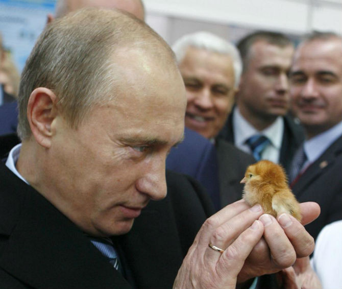 Tổng thống Nga Vladimir Putin tại một buổi triển lãm nông nghiệp ở Moscow, Nga, ngày 11/10/2008.