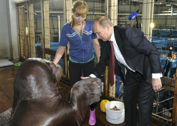 Tổng thống Nga Putin "bắt tay" một chú hải tượng trong chuyến thăm đảo Russky, thành phố Vladivostok ngày 1/9/2013.