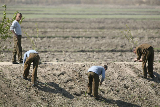 Binh sĩ Triều Tiên đang đào những loài thực vật có thể ăn được ở bờ sông Yalu, gần thị trấn Sinuiju, Triều Tiên ngày 13/5/2010.
