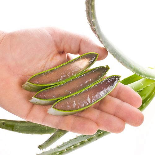Gel lô hội. Bạn chỉ cần lấy phần gel trong của lá lô hội bôi trực tiếp lên vùng da có vết thâm mà không cần phải rửa lại với nước. Đối với những vết thâm cứng đầu, hãy cho thêm một, hoặc hai giọt tinh dầu trà vào gel lô hội trước khi sử dụng. Tinh dầu trà sẽ giúp tăng hiệu quả làm mờ các vết thâm.