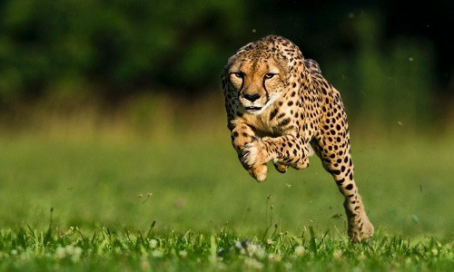 Báo gêpa sống ở phía bắc, đông và nam châu Phi, với một số lượng nhỏ ở Iran ở châu Á. Chúng có thân hình dài, mảnh mai và đôi chân khỏe giúp chúng đạt tốc độ tối đa để chúng có thể đuổi theo những con mồi tốc độ, chẳng hạn như linh dương.
