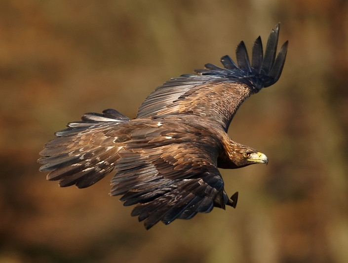 6. Đại bàng vàng (322 km/h). Đại bàng vàng (Aquila chrysaetos) là một trong những loài chim lớn nhất ở Bắc Mỹ, với sải cánh dài hơn 220 cm.
