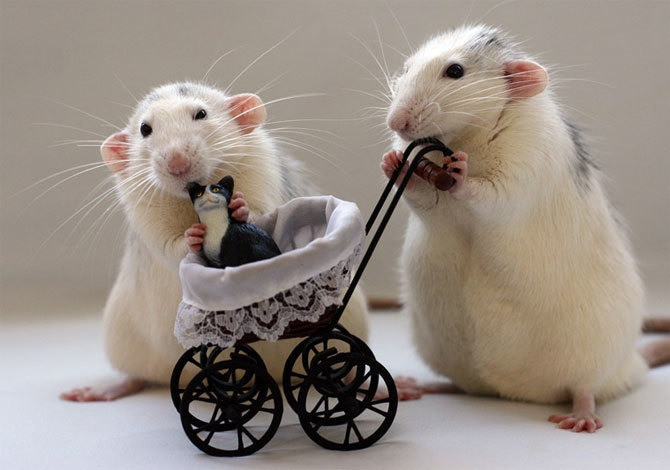 Với những người có biểu hiện giả tạo là kiểu người tuổi Tý không thích tuy nhiên trong tháng 12 này, người tuổi Tý nên tập trung vào cuộc sống của mình và mặc kệ họ. (*Thông tin chỉ mang tính tham khảo, chiêm nghiệm)