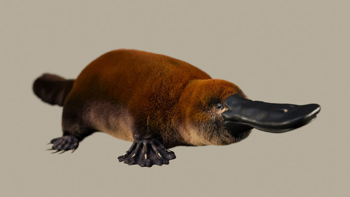 Patagorhynchus pascuali cũng có các đặc điểm độc đáo không có ở các động vật đơn huyệt khác, và có thể được coi là tự dị hình (đặc điểm có nguồn gốc duy nhất đối với một loài nhất định) trong số những sinh vật này.