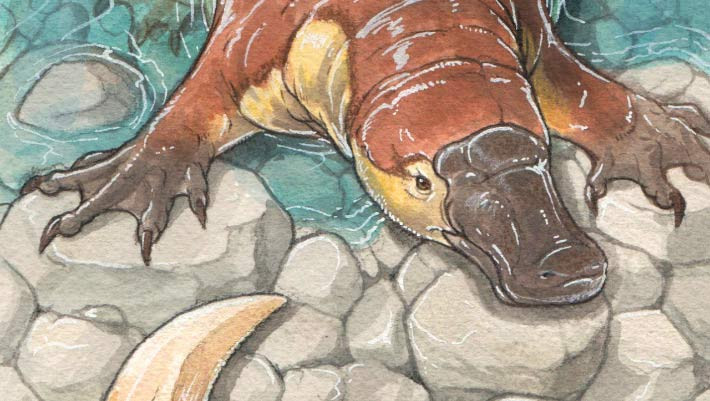 Patagorhynchus pascuali, họ hàng của thú mỏ vịt ngày nay, sống ở khu vực ngày nay là Patagonia, miền nam Argentina, vào cuối kỷ Phấn trắng (khoảng 70 triệu năm trước). Vào thời điểm đó, Argentina là một phần của Gondwana, một siêu lục địa cổ đại ở Nam bán cầu.
