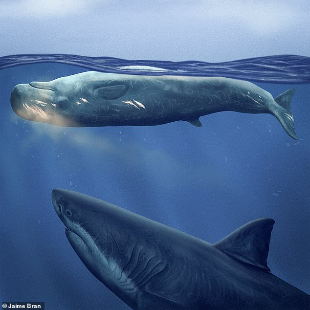 Trong số đó bao gồm cả megalodon (Otodus megalodon) và những loài cá mập vẫn còn tồn tại đến ngày nay, chẳng hạn như cá mập trắng lớn (Carcharodon carcharias) và cá mập mako (Isurus).