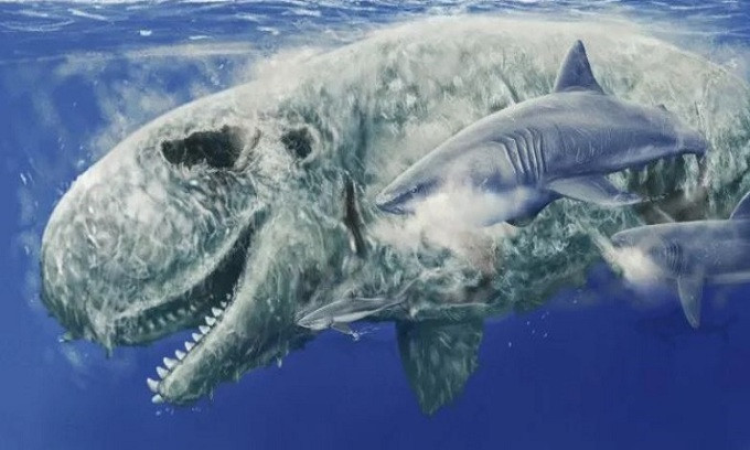 Khi còn tồn tại, siêu cá mập Megalodon là loài khá phàm ăn và “món ăn nhẹ” yêu thích của chúng chính là… mặt cá nhà táng, cụ thể là phần mũi. Trên thực tế, mũi cá nhà táng là món ăn nhẹ phổ biến không chỉ đối với Megalodon mà còn đối với những loài cá mập cổ đại khác.