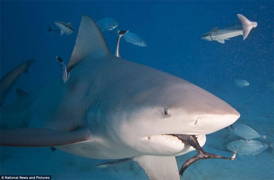 Những vết cắn lớn với dấu răng cưa là điển hình của megalodon, trong khi những vết cắt sâu trông giống như được tạo ra từ một con dao sắc có thể là mako hoặc cá mập cát, những vết hơi nông hơn và răng cưa không đều chủ yếu là do các thành viên của dòng dõi cá mập trắng gây ra.