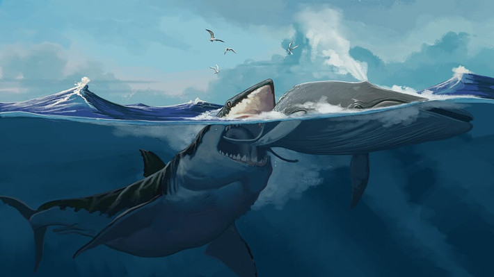 Có ba loài cá nhà táng còn tồn tại ngày nay: cá nhà táng lớn (Physeter macrocephalus), cá nhà táng nhỏ (Kogia breviceps) và cá nhà táng lùn (Kogia sima).
