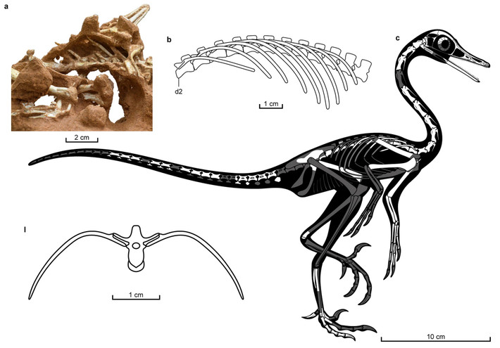 Tuy nhiên, chúng lại là bò sát, không phải chim. Chúng thuộc nhóm theropod - loài khủng long ăn thịt đi bằng hai chân. Những loài khủng long nổi tiếng khác như T. Rex cũng thuộc nhóm này. Natovenator là theropod đầu tiên được phát hiện có thân hình thuôn dài. Nó có thể vừa đi trên cạn, vừa di chuyển dễ dàng trong nước. Hình dạng cơ thể của chúng giúp các nhà cổ sinh vật học rất nhiều trong việc tìm hiểu cách sống và săn mồi của loài khủng long này.