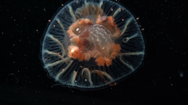 Nhiều loài được xác định là bryozoan (loài ăn lọc tĩnh trông giống não), bọt biển và sứa. Về lý thuyết, các loài này khó có thể sống được ở đây; vì chúng ăn tảo, và tảo cần ánh sáng mặt trời và vì chúng được cho là quá "mỏng manh" đối với nhiệt độ khắc nghiệt này.