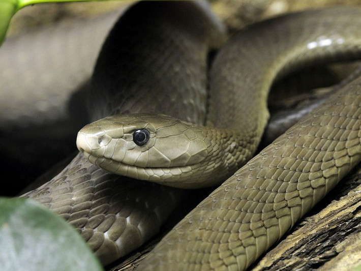 5. Họ rắn Mamba thường là những loài rắn cư trú trên cây.Tuy nhiên, rắn Mamba đen chỉ thỉnh thoảng sống trên cây, chúng thích xây hang ổ trên mặt đất hơn.