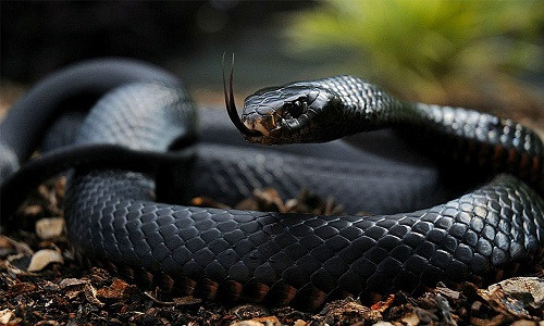 2. Mặc dù là loài rắn đáng sợ và có tốc độ cực nhanh nhưng rắn Mamba đen chỉ có thể đạt tốc độ tối đa khi chúng chạy trốn khỏi sự truy đuổi của con người chứ không phải khi chúng săn lùng và tấn công con người.