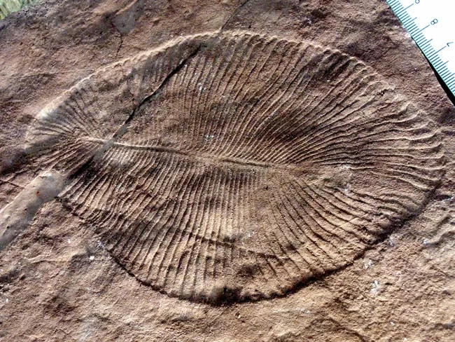 Loài tiến hóa thành công nhất là Ediacaran, chúng đã phát tán khắp Trái Đất khoảng 600 triệu năm trước. Chúng là những dạng thuỷ sinh phần lớn là bất động. Tuy nhiên, sự tiến hoá đã sản sinh ra một sự đột phá lớn khác: động vật đa bào.
