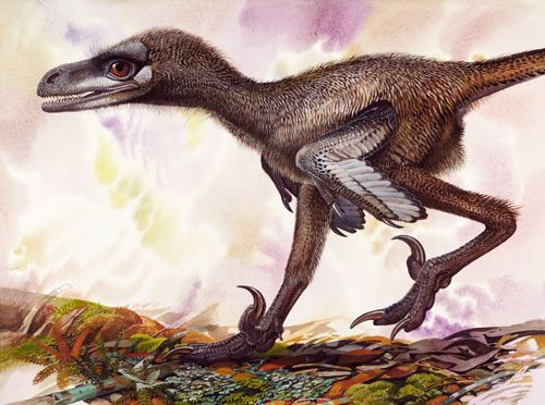 Mẫu vật gần như hoàn chỉnh ban đầu của Bambiraptor dài chưa tới 1m. Mẫu vật Bambiraptor này có chiều dài cơ thể xác định là 0.9 m và cân nặng ước đoán là 2 kg, vậy nên kích thước cơ thể của chúng lúc trưởng thành dài khoảng 1.3 m và nặng 5 kg. Chúng có hai chi sau rất phát triển nên là một loài có khả năng chạy rất nhanh.