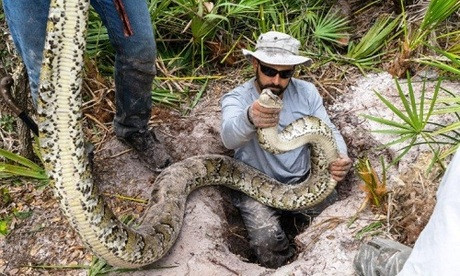 Dù to hơn phần lớn loài rắn bản xứ ở Florida, trăn Miến Điện cực khó phát hiện giữa những đầm lầy, rừng cây gỗ và rừng cận nhiệt đới ở Everglades và khu vực liền kề.