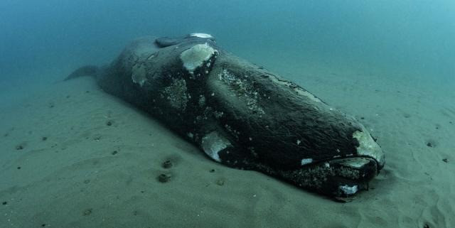 Cụm từ " cá voi chìm" (whale fall) được sử dụng để miêu tả hiện tượng khi cá voi chết và chìm xuống đáy biển. Các nhà khoa học tại Viện Nghiên cứu Thủy cung Vịnh Monterey đã phát hiện một xác cá voi ở độ sâu 1.250m trong vùng Clayoquot Slope, ngoài khơi bờ biển British Columbia, Canada, vào năm 2009.