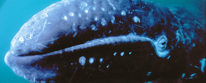 Kể từ năm 2012, tổ chức Ocean Networks Canada (ONC) đã thực hiện các cuộc nghiên cứu thường xuyên tại địa điểm này để theo dõi tốc độ phân hủy xương và sự đa dạng của sinh vật biển sống ở đó, cũng như quan sát việc ăn xác cá voi.