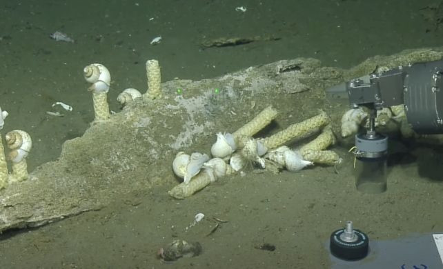 Chuyến thám hiểm gần đây nhất do tàu nghiên cứu EV Nautilus của tổ chức Ocean Exploration Trust (OET) thực hiện, nhằm kiểm tra các đài quan sát dưới nước tại Clayoquot Slope được ONC vận hành. Hercules, một tàu lặn điều khiển từ xa, đã ghi lại video với độ phân giải cao và khảo sát quan trắc xác cá voi dưới đáy biển. Công việc này do nhà sinh thái học Fabio De Leo tại ONC chủ trì.
