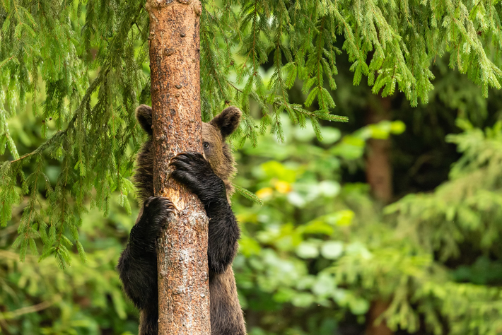 "Peekaboo!! Không ai thấy mình đâu nhỉ?" (Giải Highly Commended).