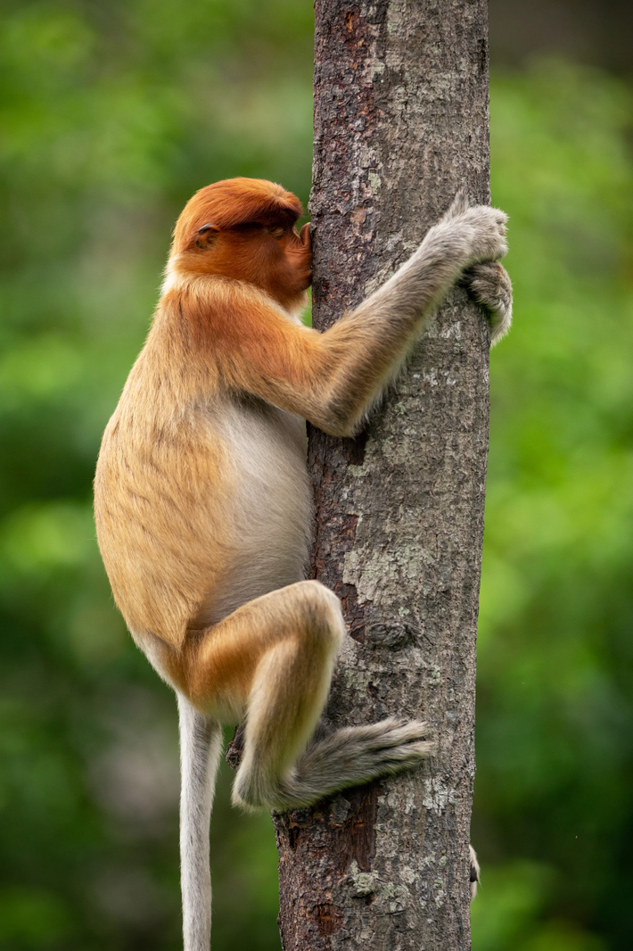 "Cây ơi cho hun cái nha!" (Giải Highly Commended).
