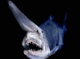4. Cá mập yêu tinh (Goblin Shark). Đây là một trong những loài cá mập hiếm nhất trên thế giới, chúng còn được gọi là "hóa thạch sống" vì sự xuất hiện lâu đời của mình.