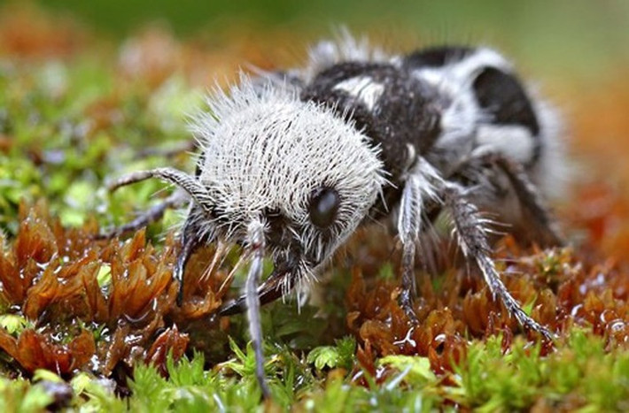 5. Kiến gấu trúc (Panda Ant). Loài sinh vật kỳ lạ này khoác lên mình bộ lông có 2 màu đen, trắng giống hệt chú gấu trúc đáng yêu nổi tiếng thế giới.