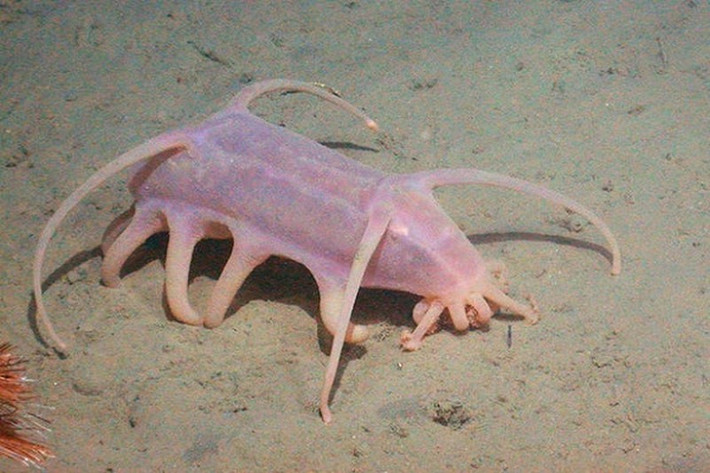 6. Lợn biển (Sea pig). Lợn biển có tên khoa học là Scotoplane, sinh sống ở đáy biển sâu 3000 - 5000m và có mối quan hệ chặt chẽ đến loài hải sâm.