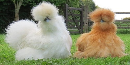 2. Gà lông lụa. Gà lông lụa hay còn gọi là gà Silkie là một giống gà có nguồn gốc từ Trung Quốc. Sở dĩ có cái tên này là do bộ lông của chúng giống như tơ và đặc biệt là da, thịt, xương của chúng đều có màu đen.