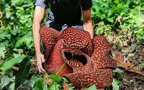 Sau 10 năm chờ đợi, vào năm 2022, cây Rafflesia arnodlii đầu tiên được trồng từ hạt đã nở hoa. Đây là một thành tựu phi thường vì là lần đầu tiên thành công việc này.