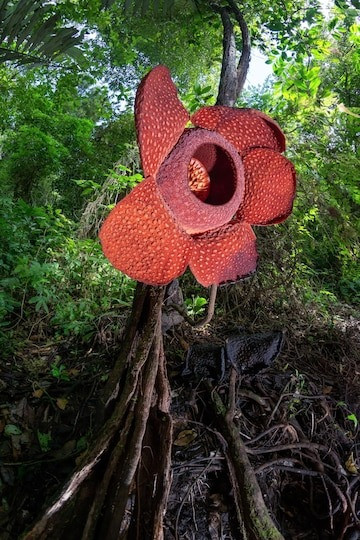 Hoa xác thối (Rafflesia) là một chi thực vật rất hiếm ở Đông Nam Á. Chi này bao gồm loài tạo ra những bông hoa lớn nhất thế giới, một số bông có đường kính thậm chí lên tới hơn 1 mét.