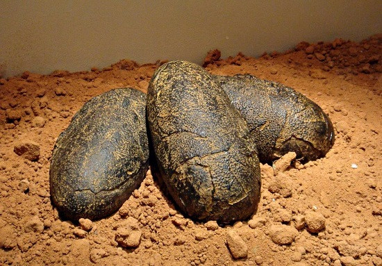 Hiện tượng trứng trong trứng (ovum-in-ovo) đôi khi xuất hiện ở các loài chim, như gà, vì chúng có dạ con đặc biệt nên dễ xảy ra hiện tượng này hơn so với các loài bò sát.