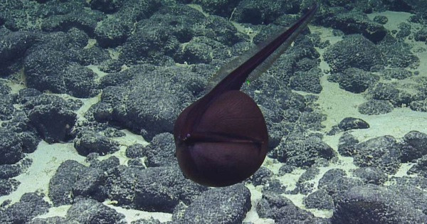 Gulper eel sống ở độ sâu khoảng 1.200 m dưới đáy biển, thức ăn chủ yếu là các loại động vật giáp xác nhỏ bé. Chúng có khả năng co giãn dạ dày để chứa đựng nhiều thức ăn hơn.