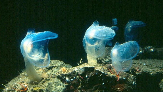 6. Predatory Tunicate có kích thước trung bình khoảng 13 cm, sống ở độ sâu khoảng 1.000 mét dưới đáy biển.