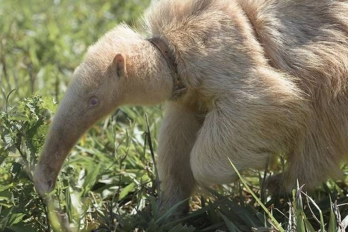 Thú ăn kiến cố gắng dành những giờ nóng nhất trong ngày trong bóng râm vì các loài động vật có vú sống trên cạn không thích hợp để đối phó với nhiệt độ cực cao. Nhưng nạn phá rừng đã cướp đi hệ sinh thái rất cần thiết này của thú ăn kiến, điều này gây ra một vấn đề đặc biệt nghiêm trọng với Alvin vì làn da nhạy cảm của nó. Thú ăn kiến khổng lồ hiện được liệt kê là động vật nguy cấp trong Sách đỏ của Liên minh Bảo tồn Thiên nhiên Quốc tế (IUCN) .