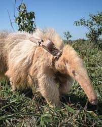 Các nhà nghiên cứu từ Dự án Anteaters and Highways (AHP) lần đầu tiên phát hiện ra con thú ăn kiến bạch tạng vào tháng 12 năm 2022 tại một trang trại ở bang Mato Grosso do Sul của Brazil. Họ đặt tên cho con vật độc đáo là này Alvin.