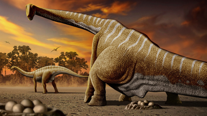 Các nhà nghiên cứu ước tính quả trứng có niên đại 60 triệu năm khi titanosaur là loài khủng long phổ biến nhất sống ở Ấn Độ. Dù có kích thước khổng lồ, titanosaur chỉ đẻ ổ trứng khoảng 30 - 40 quả và không chăm sóc con non.