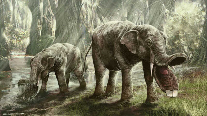 Platybelodon là một chi động vật giống voi có biệt danh là “ thú ngà xẻng”. Đây là một chi động vật gồm 5 loài đã tuyệt chủng sống ở châu Âu, châu Á và châu Phi.