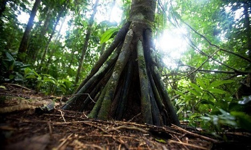 Quá trình này có thể kéo dài vài năm, nhưng cũng có người cho biết cây có thể “đi” được 2 hoặc 3cm mỗi ngày và 20m mỗi năm.