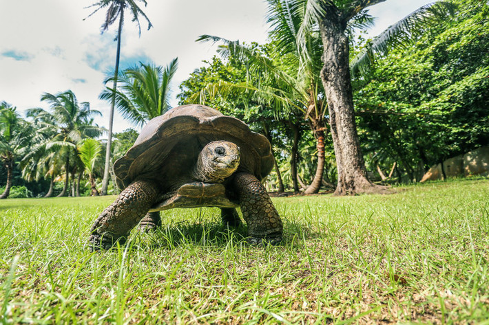 12. Rùa khổng lồ Seychelles (hơn 190 tuổi). Rùa nổi tiếng là loài có tuổi thọ cao. Động vật sống lâu nhất trên cạn là một con rùa khổng lồ Seychelles hơn 190 tuổi tên Jonathan.