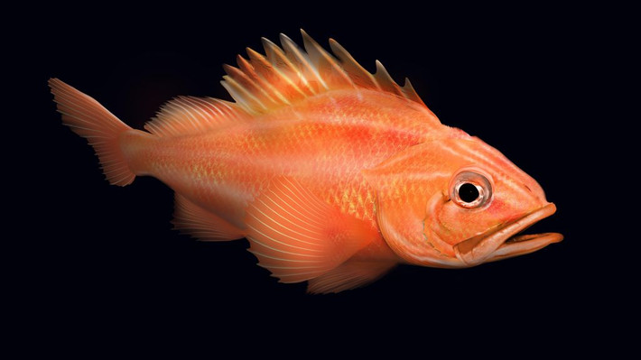 9. Cá quân rougheye (Sebastes aleutianus) là một trong những loài cá sống lâu nhất và có tuổi thọ ít nhất 205 năm, theo Cơ quan cá và động vật hoang dã Washington.