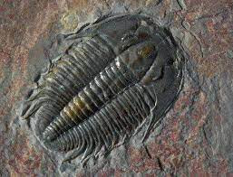 Điều này cho thấy R. rex có khả năng đã ăn thịt các loài trilobite nhỏ hơn. Tuy nhiên, điều bất ngờ là cũng xuất hiện dấu vết của vết cắn tương tự trên R. rex. Các nhà nghiên cứu kết luận rằng, những vết thương này có thể là kết quả của việc ăn thịt đồng loại.