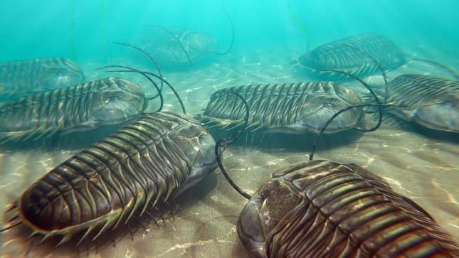 Mặc dù không có nhiều thông tin về vết thương do trilobite gây ra, nhưng Bicknell chắc chắn rằng những vết thương này không phải là "vết cắn" thông thường. Hầu hết các vết thương được nhìn thấy trên hóa thạch ở Vịnh Emu là vết thương ở bụng chứ không phải đầu.